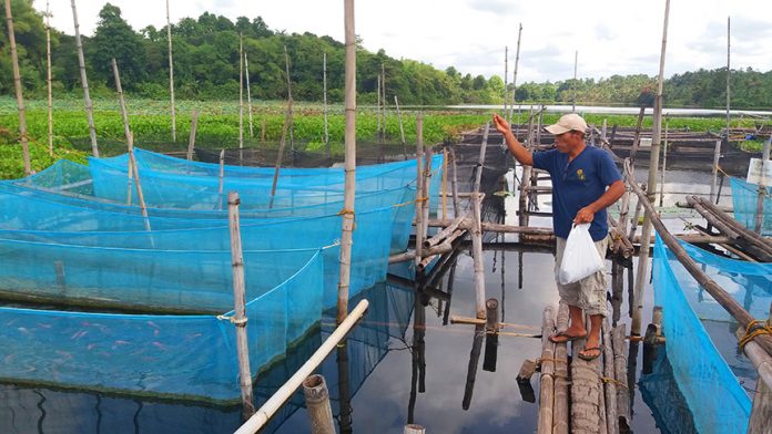 Adan Phari, president of Lake Tumingay Aqua Farmers Association feeds the fingerlings in one of the hatchery ponds inside their project site in Purok Masigay, Tapayan, Sultan Mastura, Maguindanao. ALEXANDER D. LOPEZ