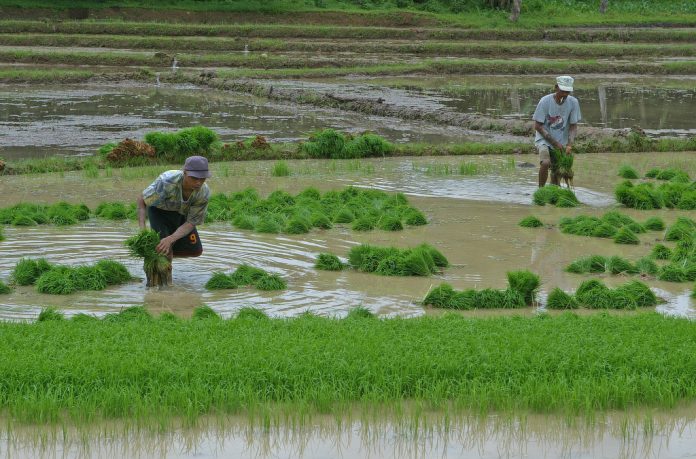 Farmers prepare to plant rice in Pres. Roxas, North Cotabato. Photo courtesy of everydaynorthcotabato.com