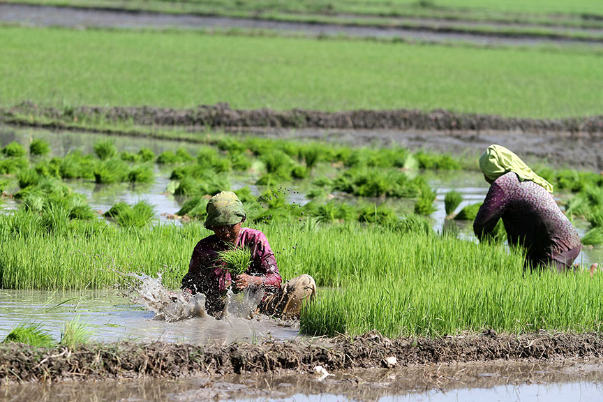 Women farmers prepare to transplant rice seedlings in Mamasapano, one of the rice producing towns in Maguindanao. Mindanews Photo / FILE