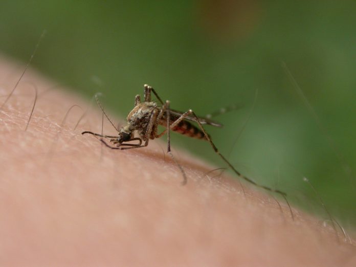 Mosquito / Royalty Photo Free Stock Photo