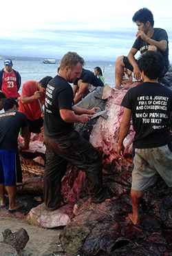 DETERMINED TEAM. Darrell Blatchley (center) of the Bone Collector Museum in Davao City led his team in the process of cleaning and eventually to preserve the skeleton of the seven-year old, 38-feet long male sperm whale that died and discovered by fishermen on Saturday in the area of Samal Island in Davao del Norte. ALEXANDER D. LOPEZ