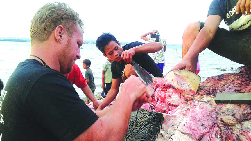 PAINSTAKING JOB. Darrell Blatchley (left) of the Bone Collector Museum in Davao City meticulously removes the skin and flesh of the dead seven-year old, 38-feet long male sperm whale that was discovered in Samal Island, Davao del Norte on Saturday. ALEXANDER D. LOPEZ