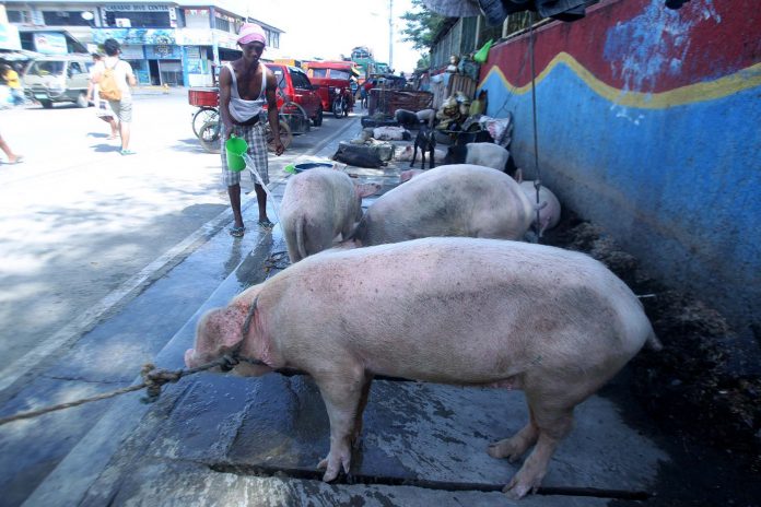 LIVE SALE. Pigs sold outside Sta. Ana Port in Davao city are ‘freshened up’ by a swine trader as temperature went up yesterday afternoon. Hogs and other livestock animals from the Island Garden City of Samal are being brought to Davao City as the demand in the city increased because of the yuletide season. LEAN DAVAL JR.