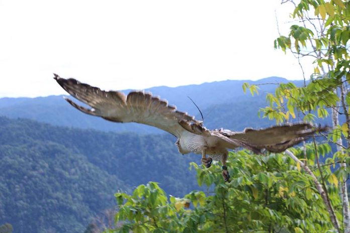 FREEDOM. A juvenile Philippine Eagle is freed to its habitat Tuesday, January 31, a month after rehabilitation by the Philippine Eagle Center. (Edgardo Calderon of CENRO Kiamba for SARANGANI INFORMATION OFFICE)