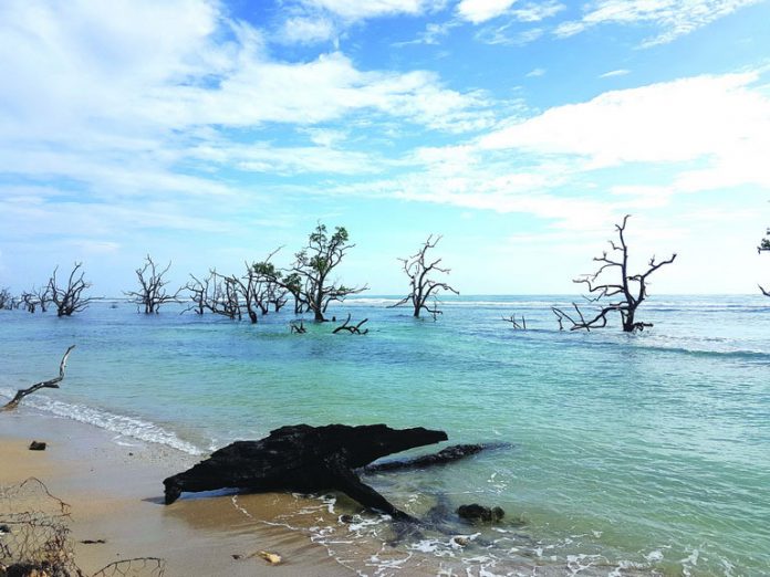 The dead-looking mangroves and eye-catching driftwood along the shores of Baganga’s Sunrise Boulevard demanded us to step down from our vehicle and explore a little.