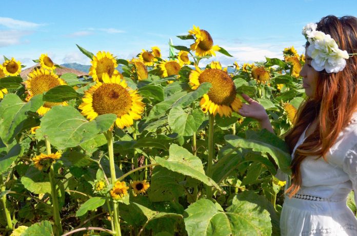 A visitor pauses for a pose amid a field of sunflowers at the Blooming Petals Agritourism Park in Tupi, South Cotabato on Friday, June 9, 2017. MindaNews photo by BONG S. SARMIENTO