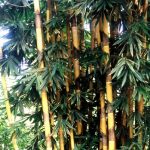 Ornamental bamboo