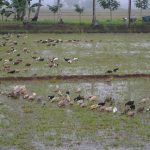 Ducks plowing the rice field