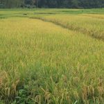 Rice production