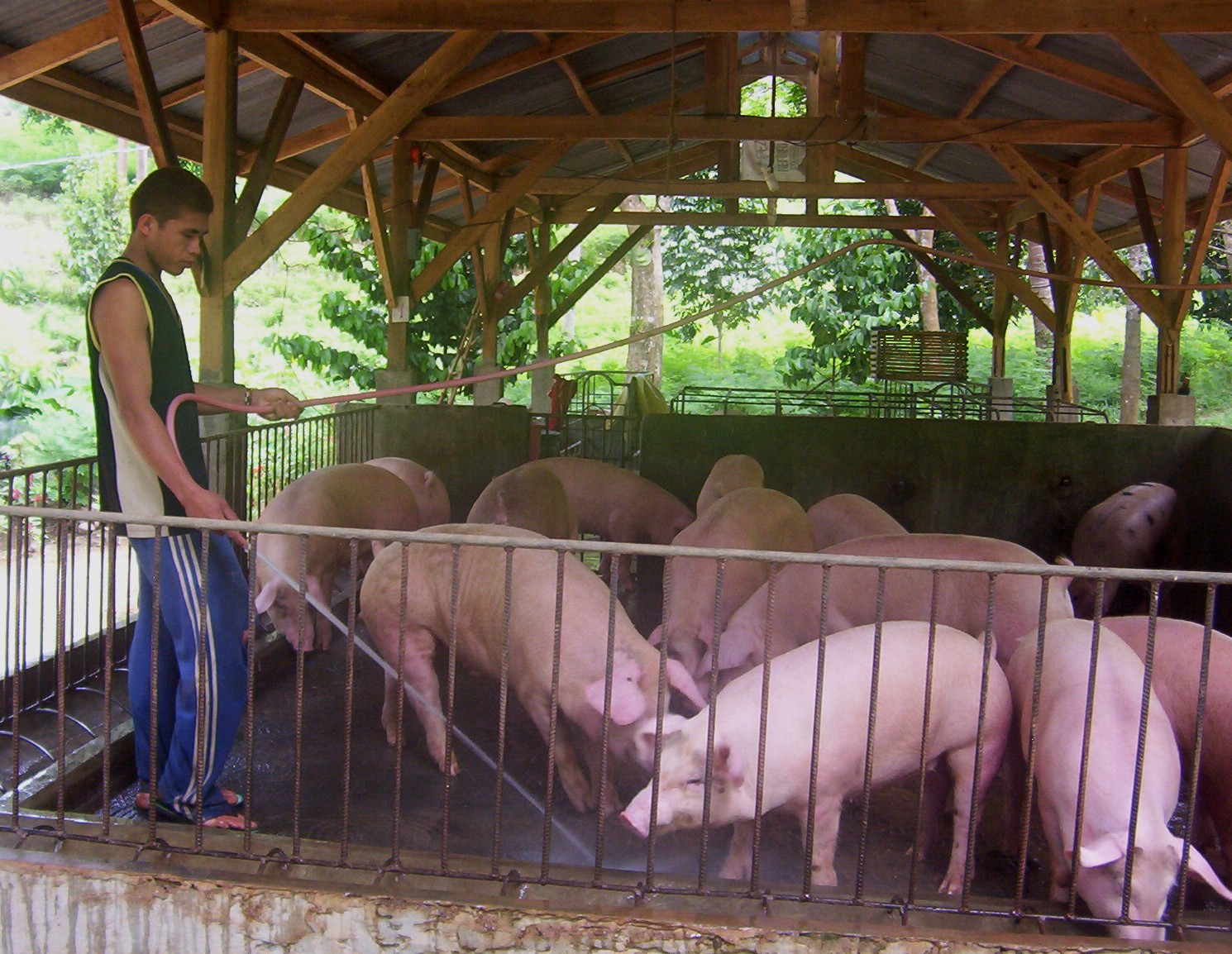 African Swine Fever Now In Southern Mindanao Edge Davao