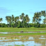 Water is used in rice production