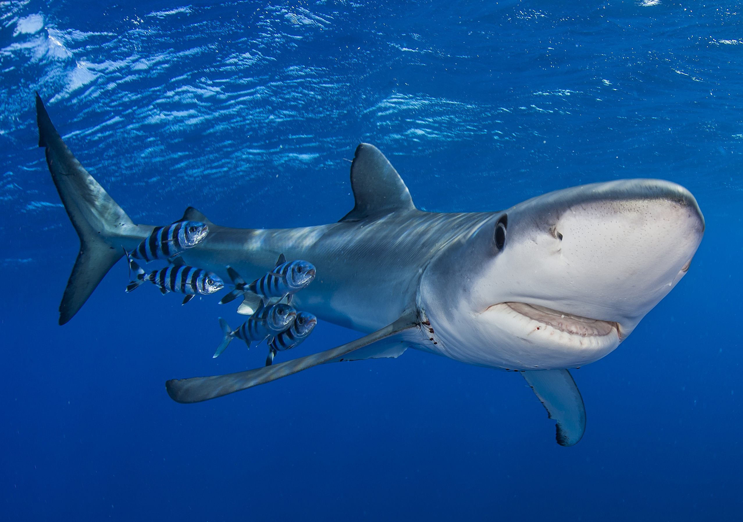 Blue shark. Синяя акула размер. Голубая акула Филиппины. Голубые акулы в Адриатическом море. Голубые акулы на Корсике.