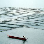 Fish farming