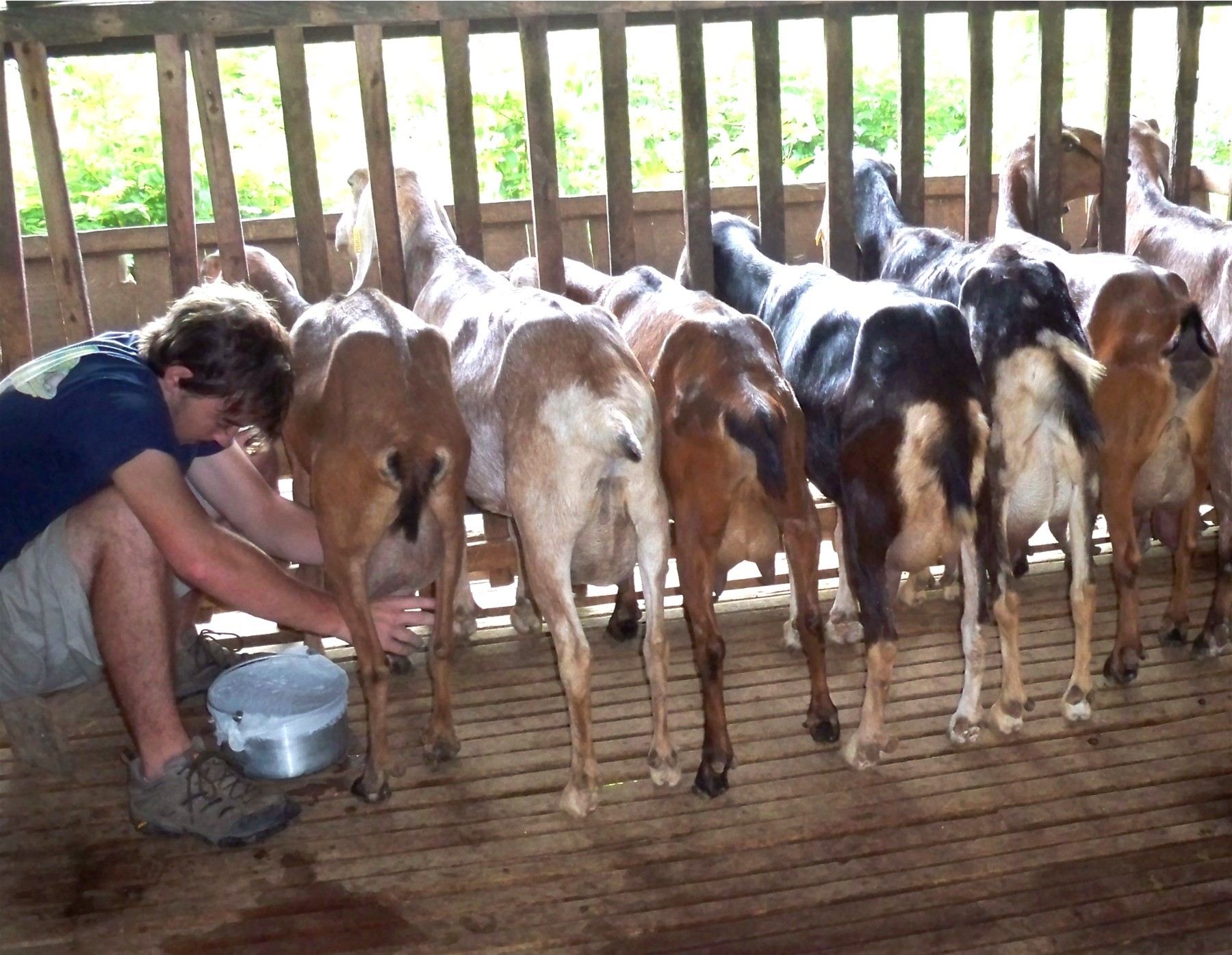 AGRITRENDS: RAISING GOATS CAN BOOST LAGGING DAIRY INDUSTRY (Last Of ...