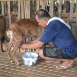 Milking goats