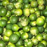 Newly-harvested calamansi