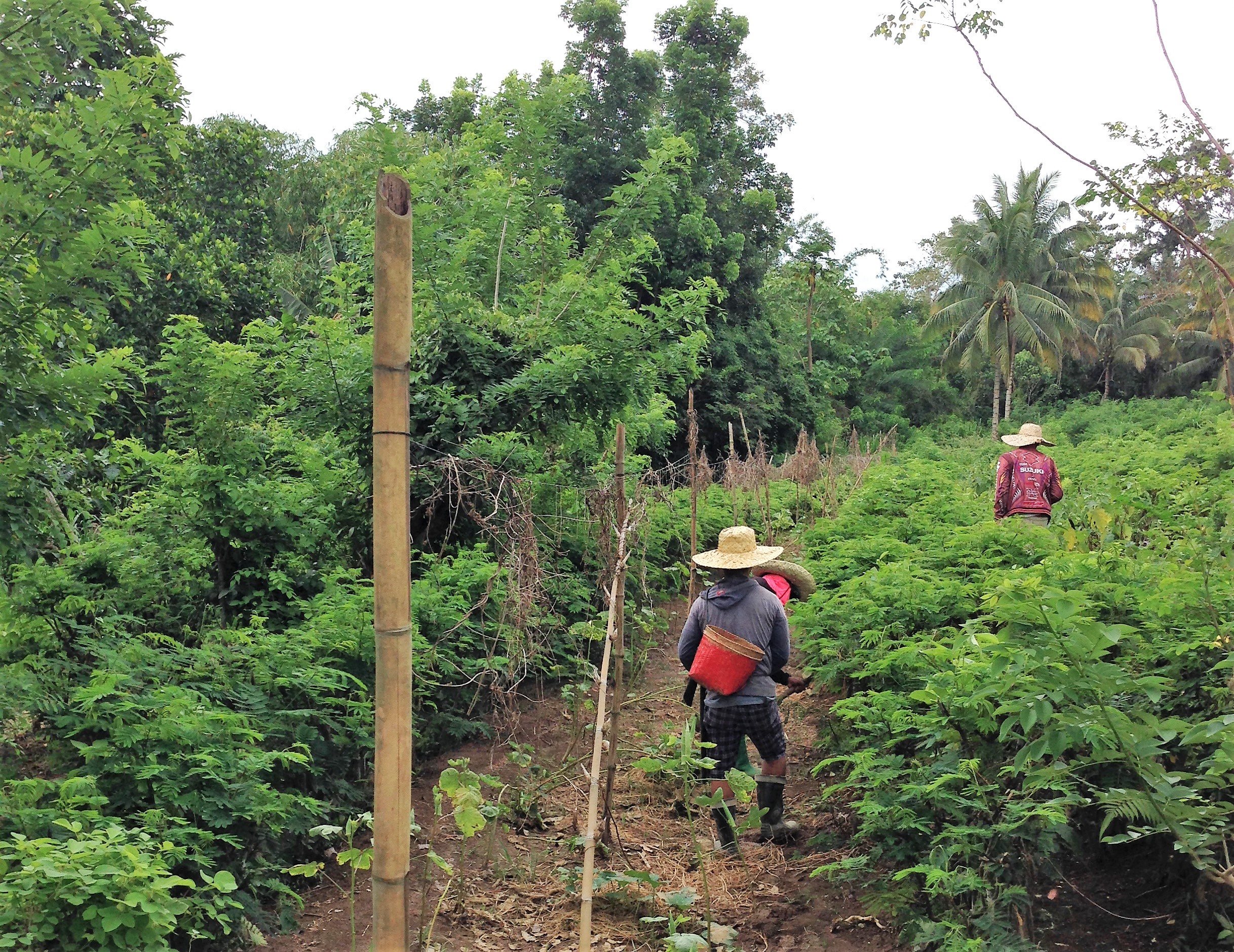 AGRITRENDS: HOW UPLAND FARMERS CAN COPE WITH CLIMATE CHANGE | Edge Davao