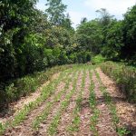 After corn, beans are planted