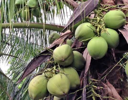 COCONUT: PRIME EXPORT OF FILIPINO FARMERS (Third of Four Parts) | Edge ...