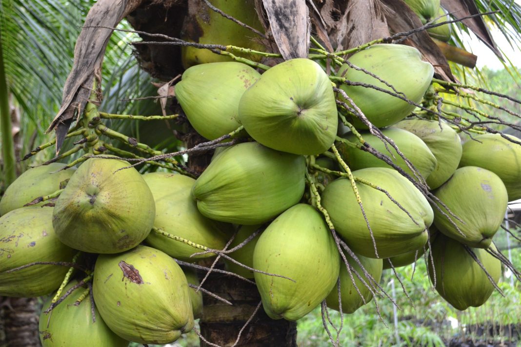 Coconut: Major Export Crop Of Filipino Farmers