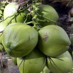 Fresh coconuts