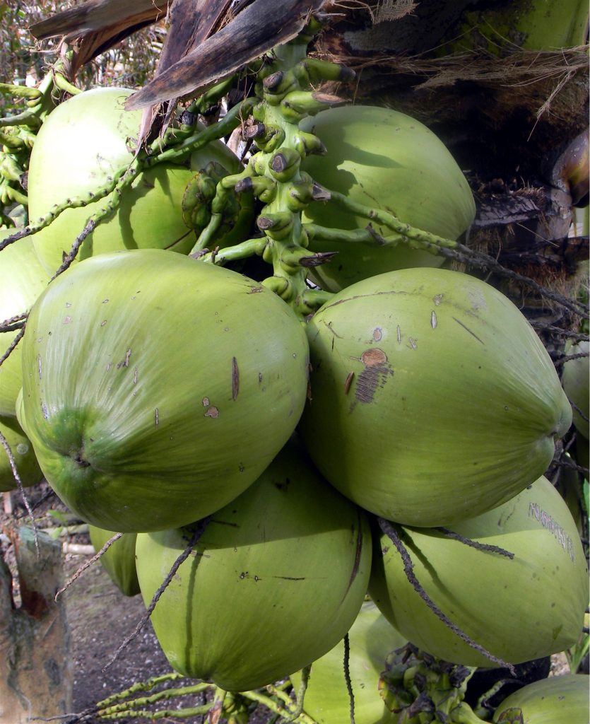 coconut: major export crop of filipino farmers