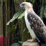 Philippine eagle