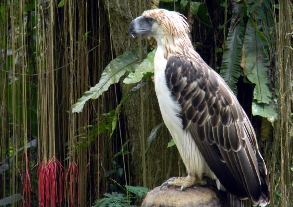 ENVIRONMENT: PHILIPPINE EAGLES LOST IN VANISHING FORESTS | Edge Davao