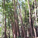 Tall acacia trees ready for harvesting