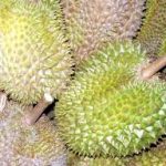 Durian