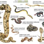 Types of snakes