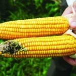 Bt corn and traditional corn (Photo courtesy of BIOTECH)