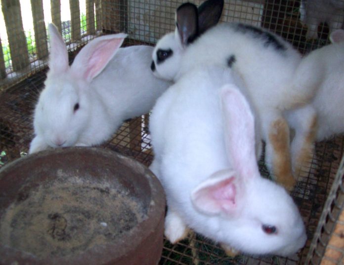 Raising rabbits in your backyard. Photo Henrylito D. Tacio by