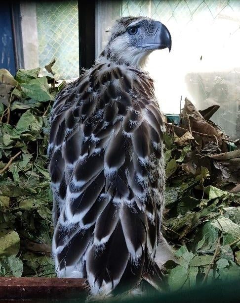 Juvenile Philippine Eagle Chick#29 Found Lifeless | Edge Davao