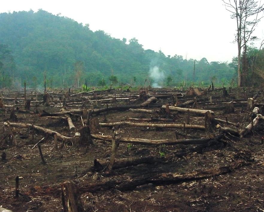 ENVIRONMENT | Forest gone: Where did all our trees go? | Edge Davao