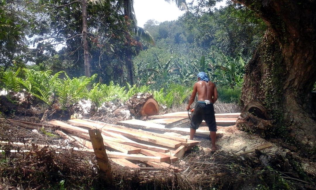 Cutting trees for lumber: At one time, the Philippines was a wood importer, now it is a "wood-pauper."