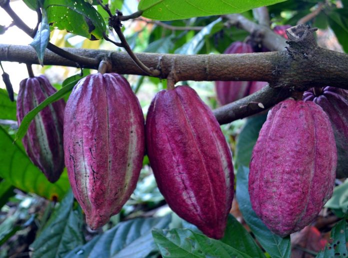 Chocolates come from cacao plants. Photo by Henrylito D. Tacio