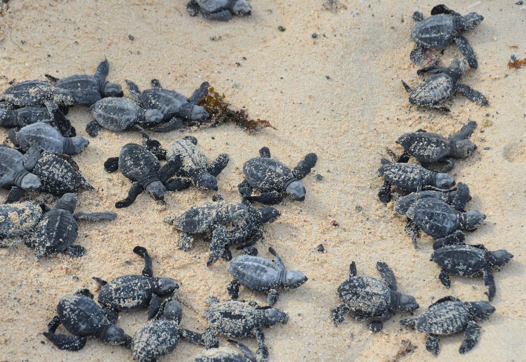 ENVIRONMENT: Saving the endangered marine turtles in Dahican beach ...