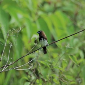  White-bellied munia is one of the first that inhabit the mountain range. DENR Davao Photo