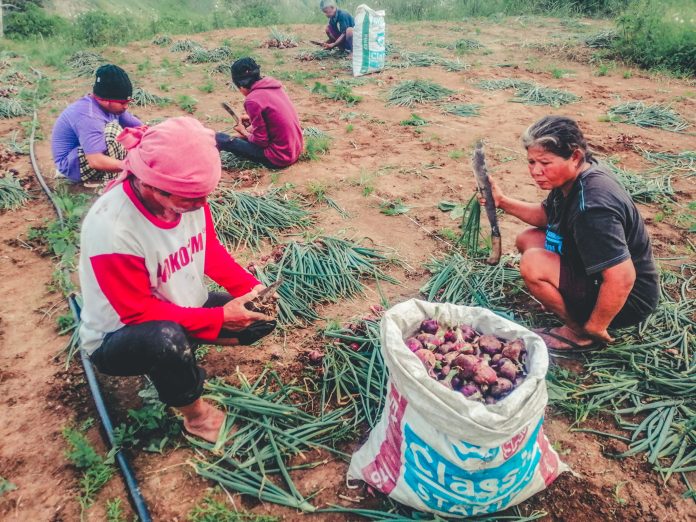 Farmers harvest onion bulbs in a remote village of Magsaysay , Davao del Sur. Photo courtesy of MAO Magsaysay