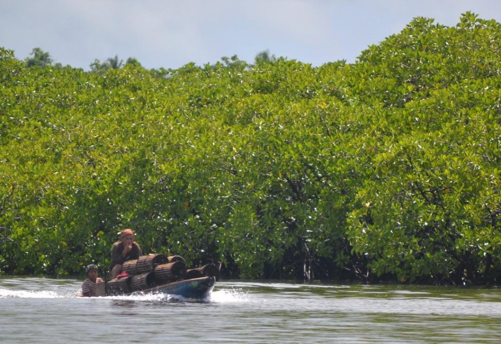 Environment: Preserving And Restoring Vanishing Mangroves 