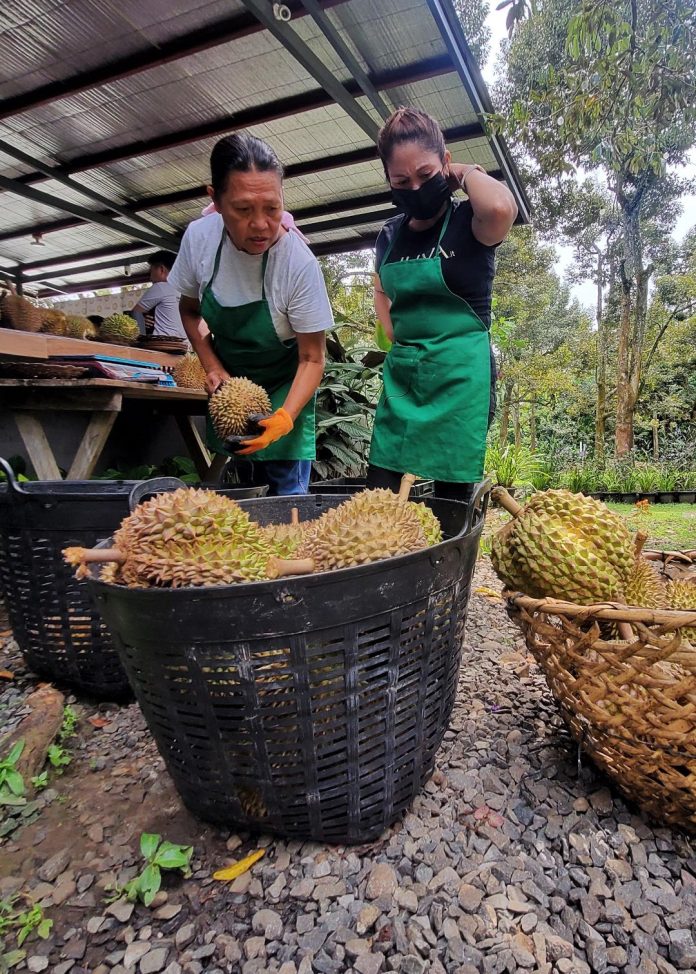 Farm workers sort out durian fruits at Belvis Durian Farm, one of the farms in Davao City that exports fresh durian in China, in Brgy. Calinan, Davao City. The Department of Agriculture (DA) said the country’s export of durian to China still “looks promising