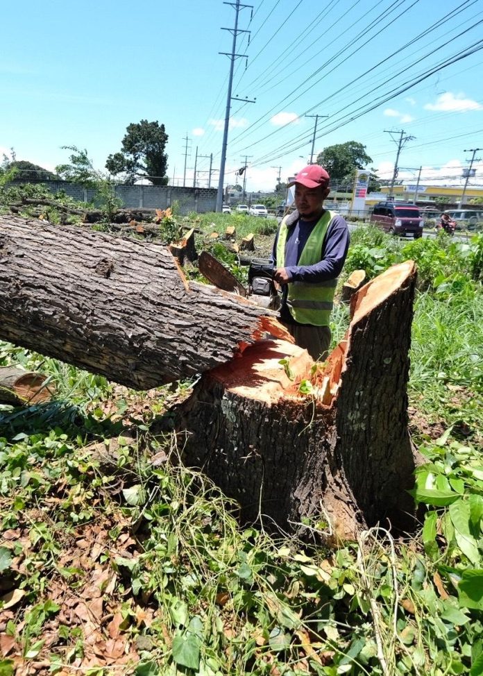 A worker cuts down a tree in Lanang, Davao City on Friday as part of the preparations for the start of the civil works for the Samal Island-Davao City Connector (SIDC) Project. A total of 199 trees will be affected by the said project. LEAN DAVAL JR