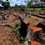 Dozens of trees were cut down in Lanang, Davao City as part of the preparations for the start of the civil works for the Samal Island-Davao City Connector (SIDC) Project. Councilor Temujin “Tek” Ocampo, chairperson of the Committee on Environment and Natural Resources, said that the Department of Public Works and Highways (DPWH) should be reminded of their promise of replanting trees that were cut in Lanang, Davao City. LEAN DAVAL JR