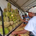 Various varieties of durian are being showcased in the ongoing 10th Durian Festival at SM Lanang Premier. An exporter of Davao durian emphasized the importance of producing quality durian for export by educating the farmers. LEAN DAVAL JR