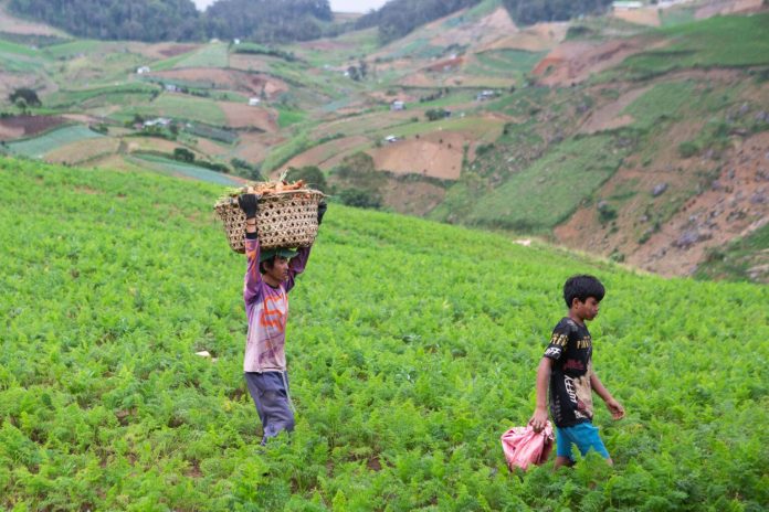 A farmer hauls a basket of carrots in Sitio Balutakay, Barangay Managa in Bansalan, Davao del Sur on Monday. Aside from carrots, the village is a known producer of high-value crops like coffee, potatoes and lettuce. MindaNews photo